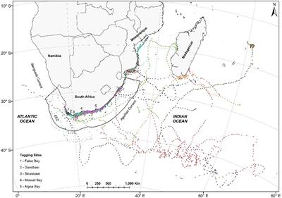 Sex and Size Influence the Spatiotemporal Distribution of White Sharks, With Implications for Interactions With Fisheries and Spatial Management in the Southwest Indian Ocean